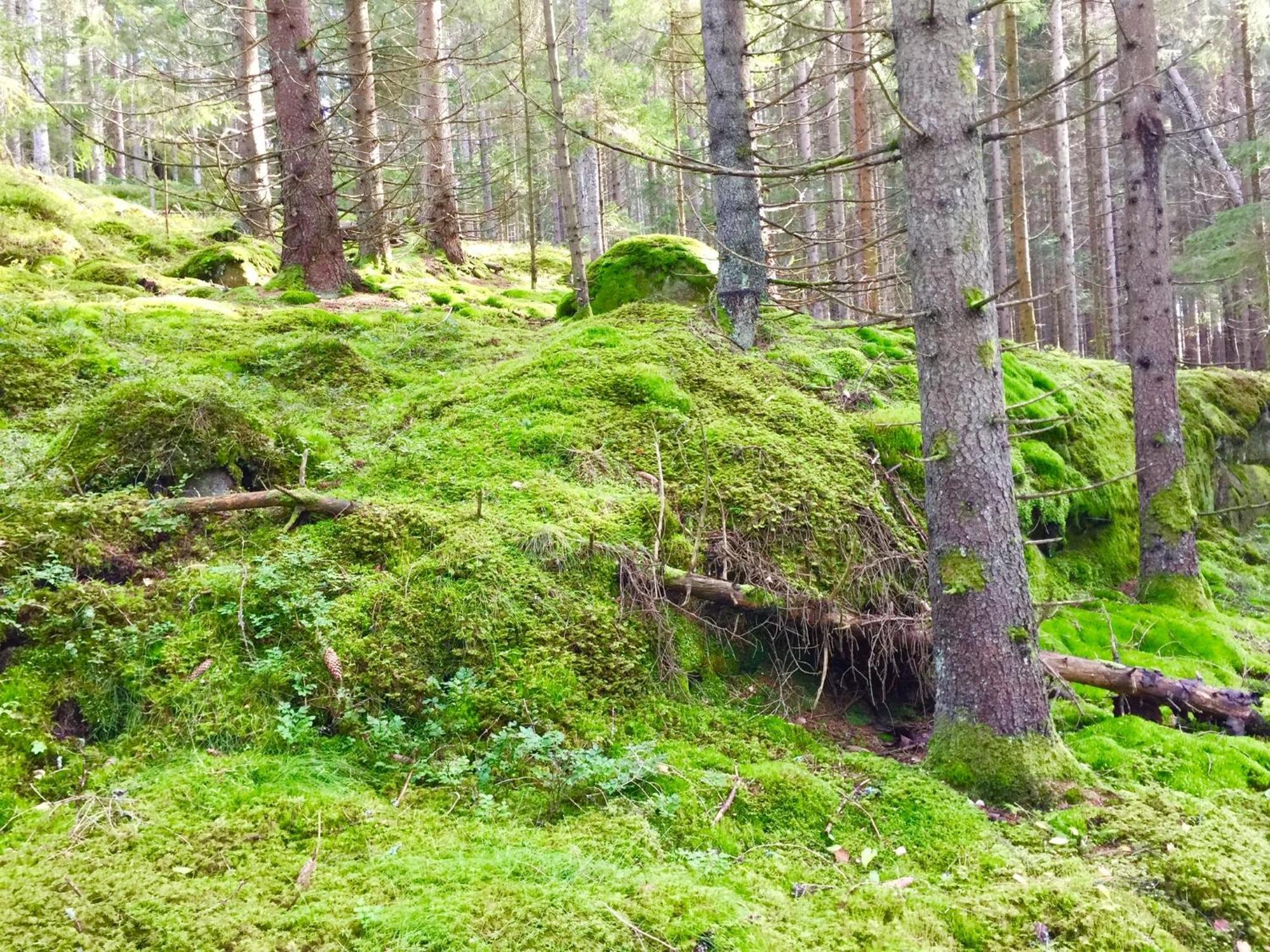 The Blomsholm Cabin - Load Your Electric Car Stromstad Luaran gambar